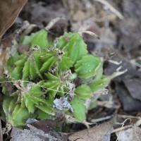 Amomum pterocarpum Thwaites